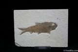 Sweet Inch Knightia Fossil Fish #783-1